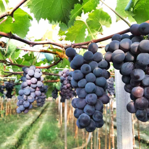 葡萄成熟時 - 半年內由補底到8成至9成分數